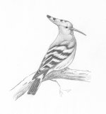 hoopoe - Copy.jpg