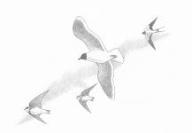 Little Gull - copy.jpg