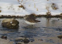 Green Sandpiper.jpg