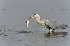 grey heron fish V1 kw_DSC5594.jpg