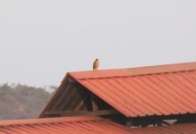 Japanese Sparrowhawk.jpg