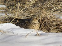 Eurasian Skylark.jpg