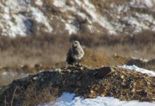 Rough-legged Hawk 1.jpg