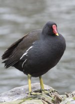 Moorhen_DSC1736.jpg