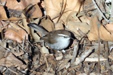 Bewick's Wren.jpg