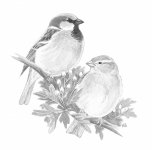 Sparrows - Copy.jpg