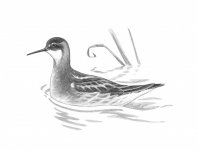 R-n Phalarope - Copy (2).jpg