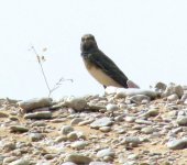 wheateara1.jpg