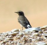 wheateara2.jpg