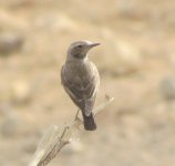 wheatearb1.jpg