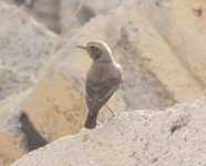 wheatearb2.jpg