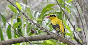 blacknapedoriole01.jpg