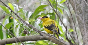 blacknapedoriole02.jpg