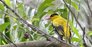 blacknapedoriole03.jpg