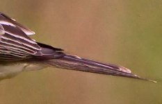 Texas Kingbird tail.jpg