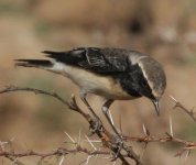 Wheatear 3.jpg