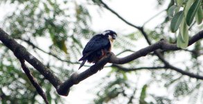 falconet02.jpg