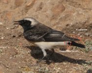 Pied Wheatear annotated.jpg