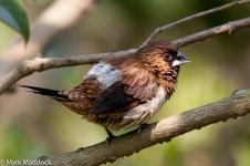 10626_Scaly-breasted Munia.jpg