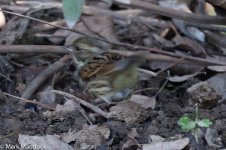 10649_Black-faced Bunting.jpg