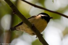 10671_Yellow-bellied Tit_male.jpg