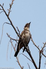 10675_Dusky Thrush.jpg