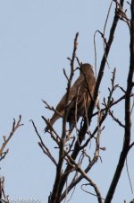 10681_Dusky Thrush.jpg