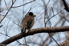 10724_Chinese Grosbeak.jpg