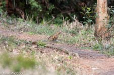 10744_White's Thrush.jpg