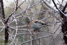 10780_Brambling.jpg