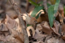 10796_Vinous-throated Parrotbill.jpg