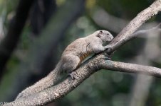 10611_Tree rat.jpg