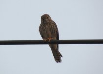 Eurasian Kestrel.jpg