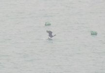 Pelagic Cormorant.jpg