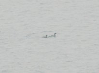 Pelagic Cormorants.jpg