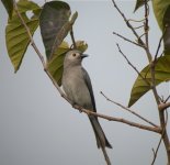 DSCN8796 Ashy Drongo bf.jpg