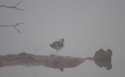 Lapwing3BF.jpg