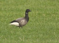 brent goose 1 copy.jpg