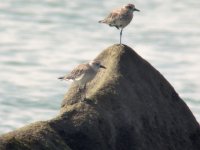 Grey Plover.jpg