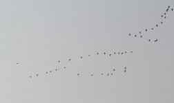 Common Cranes.jpg