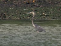 Great billed Heron.jpg