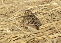 Eurasian Skylark.jpg