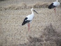 Oriental Stork.jpg