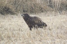 White-tailed Sea Eagle 2.jpg