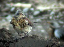 fieldfare carlingford 2 nov 05.jpg