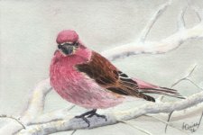 Purple-finch.jpg