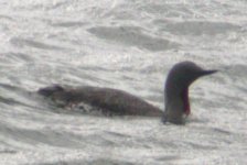 red throated diver giles quay apr 06.jpg