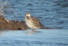 is this a turnstone.jpg