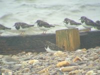 turnstone november 20052.jpg