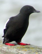 black guillemot giles quay apr 06.jpg